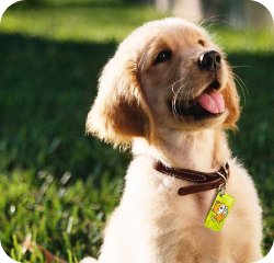 Puppy with an NFC keychain attached to the collar with grass in the background 